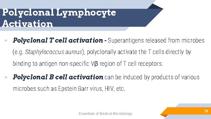 Polyclonal Lymphocyte Activation ▰ Polyclonal T cell activation - Superantigens released from microbes (e.