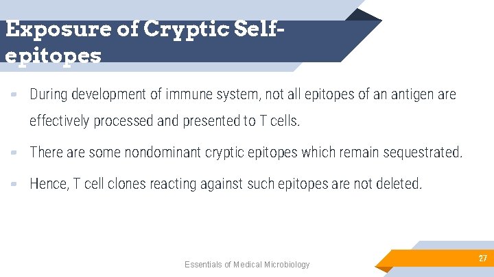 Exposure of Cryptic Selfepitopes ▰ During development of immune system, not all epitopes of
