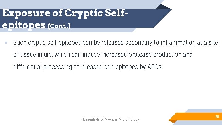 Exposure of Cryptic Selfepitopes (Cont. . ) ▰ Such cryptic self-epitopes can be released