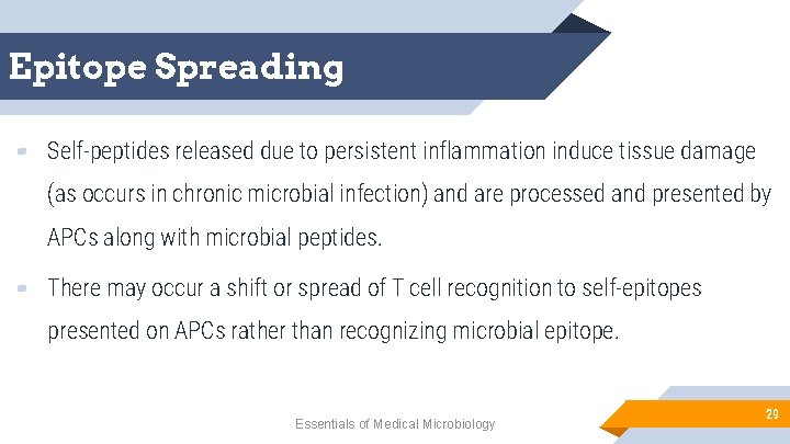 Epitope Spreading ▰ Self-peptides released due to persistent inflammation induce tissue damage (as occurs
