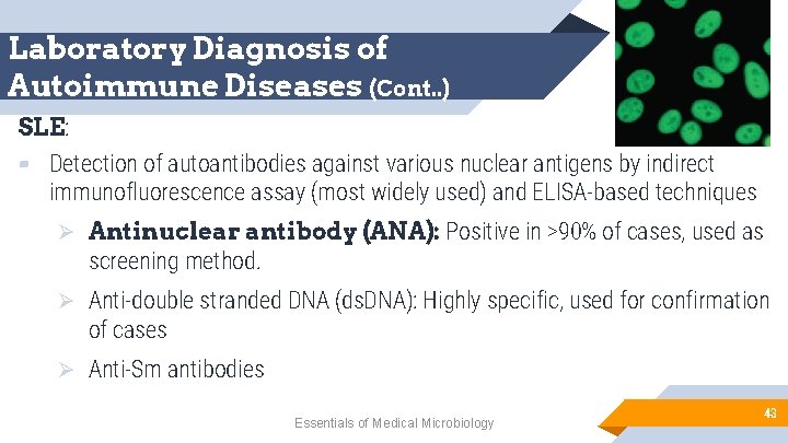 Laboratory Diagnosis of Autoimmune Diseases (Cont. . ) SLE: ▰ Detection of autoantibodies against