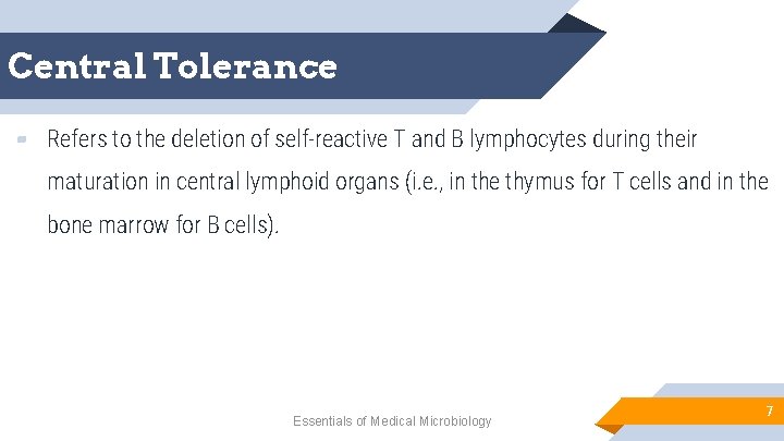 Central Tolerance ▰ Refers to the deletion of self-reactive T and B lymphocytes during