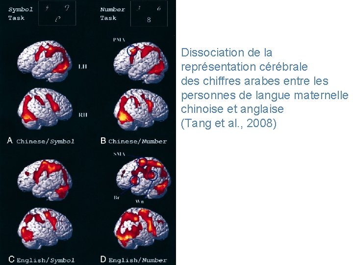 Dissociation de la représentation cérébrale des chiffres arabes entre les personnes de langue maternelle