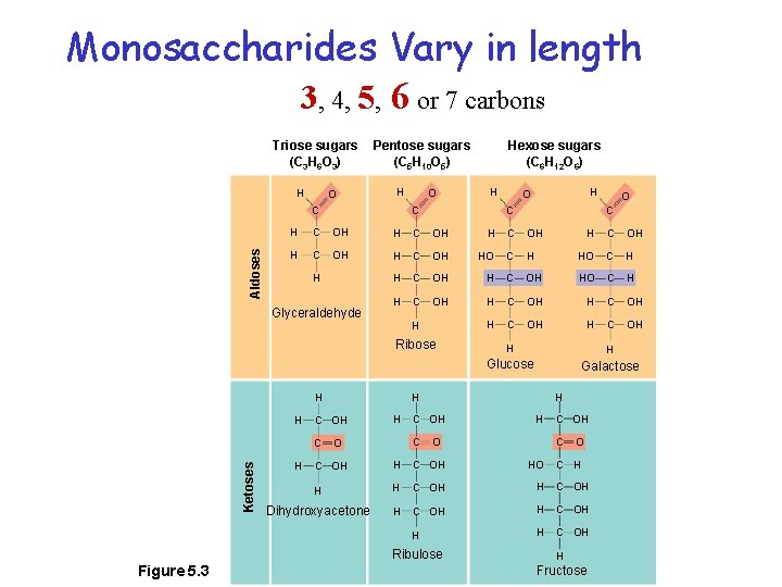 Monosaccharides Vary in length 3, 4, 5, 6 or 7 carbons Triose sugars (C