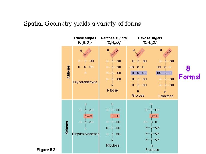 Spatial Geometry yields a variety of forms Triose sugars (C 3 H 6 O