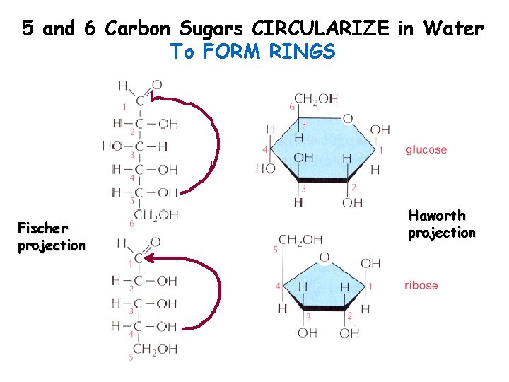 5 and 6 Carbon Sugars CIRCULARIZE in Water To FORM RINGS Fischer projection Haworth