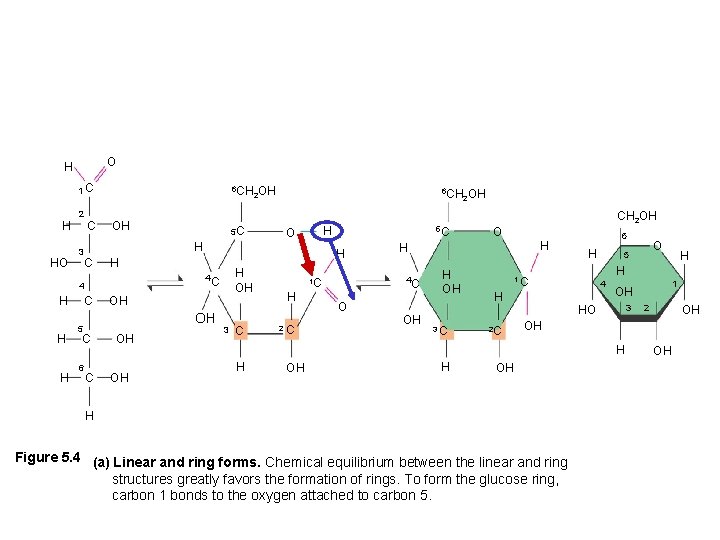 O H 1 C H HO 2 3 C 6 CH OH 2 OH
