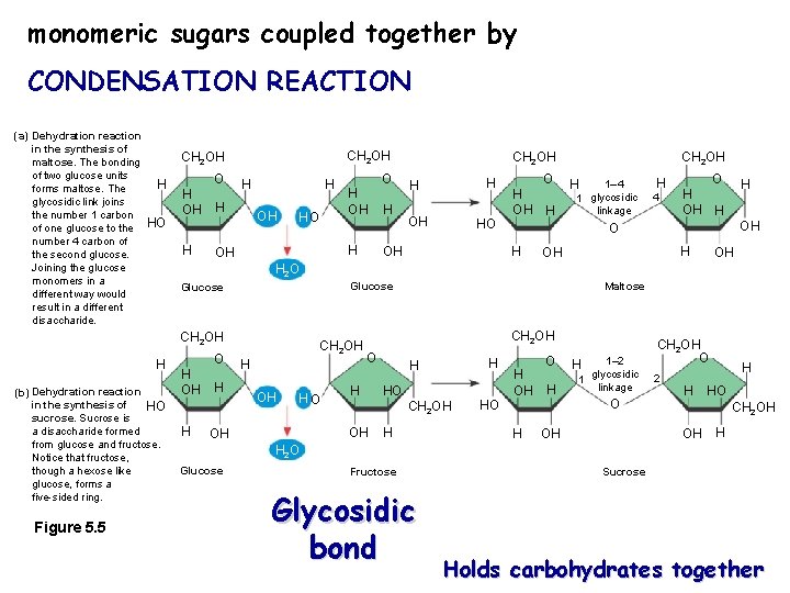 monomeric sugars coupled together by CONDENSATION REACTION (a) Dehydration reaction in the synthesis of