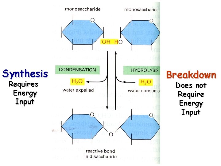 Synthesis Requires Energy Input Breakdown Does not Require Energy Input 