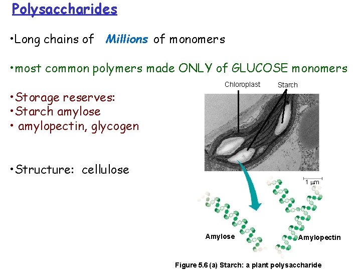 Polysaccharides • Long chains of Millions of monomers • most common polymers made ONLY