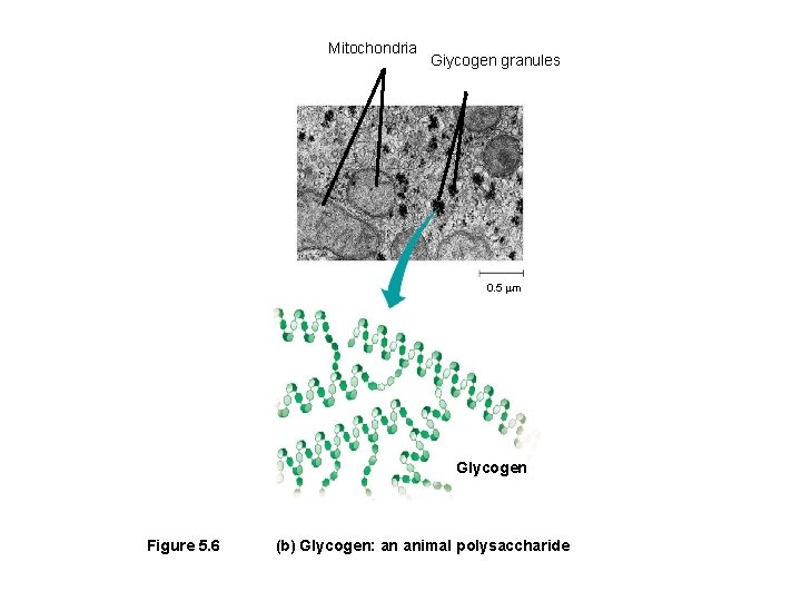 Mitochondria Giycogen granules 0. 5 m Glycogen Figure 5. 6 (b) Glycogen: an animal