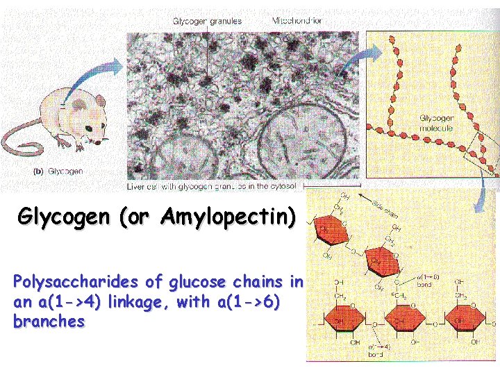 Glycogen (or Amylopectin) Polysaccharides of glucose chains in an a(1 ->4) linkage, with a(1