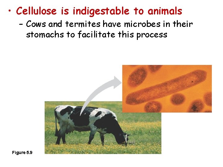  • Cellulose is indigestable to animals – Cows and termites have microbes in