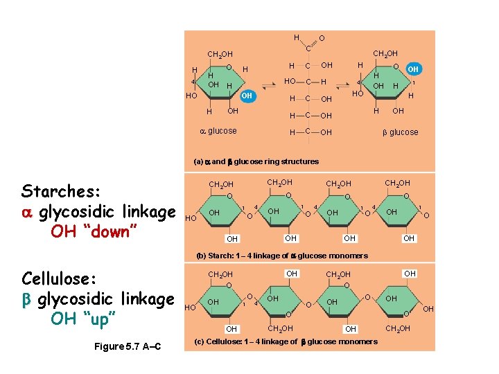 H O C CH 2 OH H 4 H OH O H OH HO