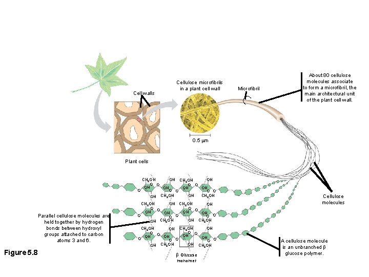 Microfibril Cell walls Cellulose microfibrils in a plant cell wall About 80 cellulose molecules