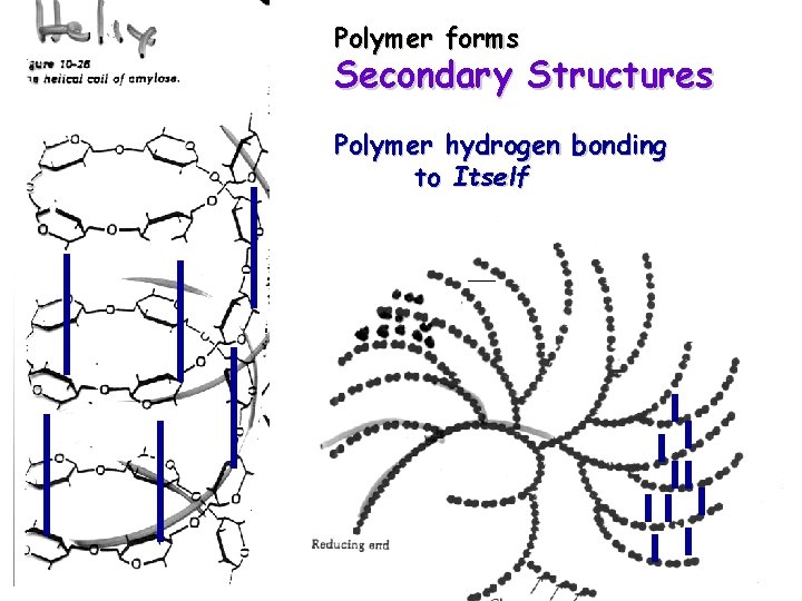 Polymer forms Secondary Structures Polymer hydrogen bonding to Itself 