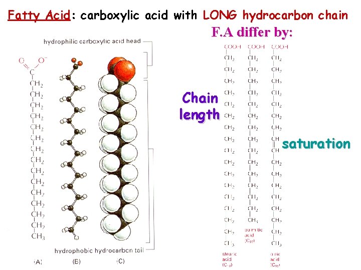 Fatty Acid: carboxylic acid with LONG hydrocarbon chain F. A differ by: Chain length