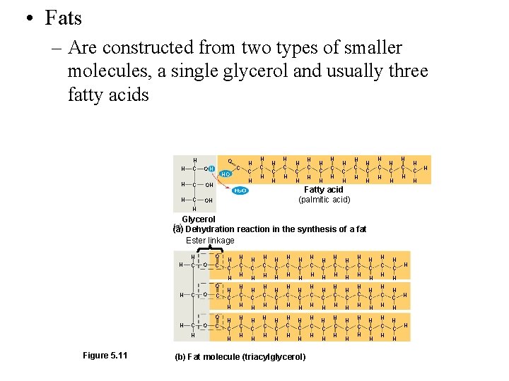  • Fats – Are constructed from two types of smaller molecules, a single