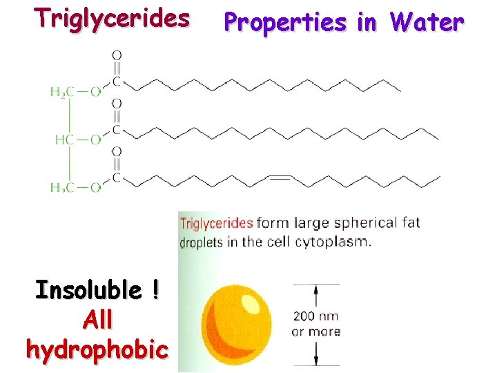 Triglycerides Insoluble ! All hydrophobic Properties in Water 
