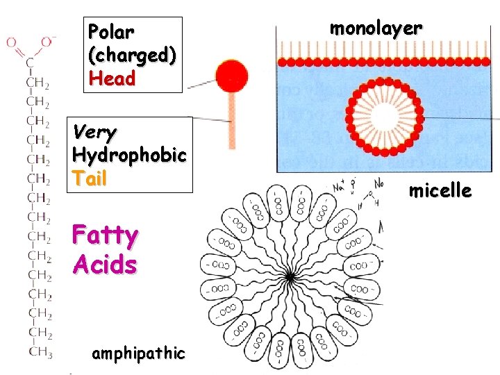 Polar (charged) Head Very Hydrophobic Tail Fatty Acids amphipathic monolayer Free Fatty Acids Hydrolyzed
