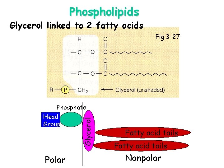 Phospholipids Glycerol linked to 2 fatty acids Fig 3 -27 Glycerol Phosphate Head Group