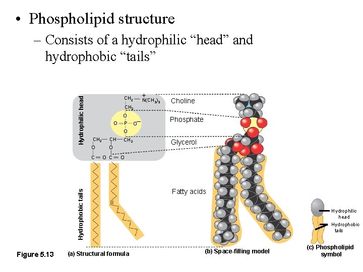  • Phospholipid structure CH 2 O O P Figure 5. 13 O– +