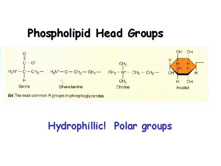 Phospholipid Head Groups Hydrophillic! Polar groups 