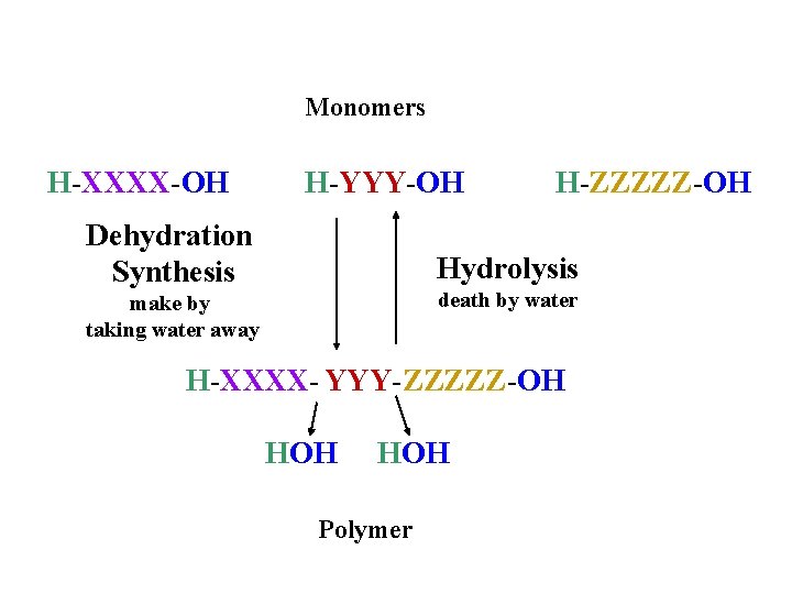 Monomers H-XXXX-OH H-YYY-OH Dehydration Synthesis H-ZZZZZ-OH Hydrolysis death by water make by taking water