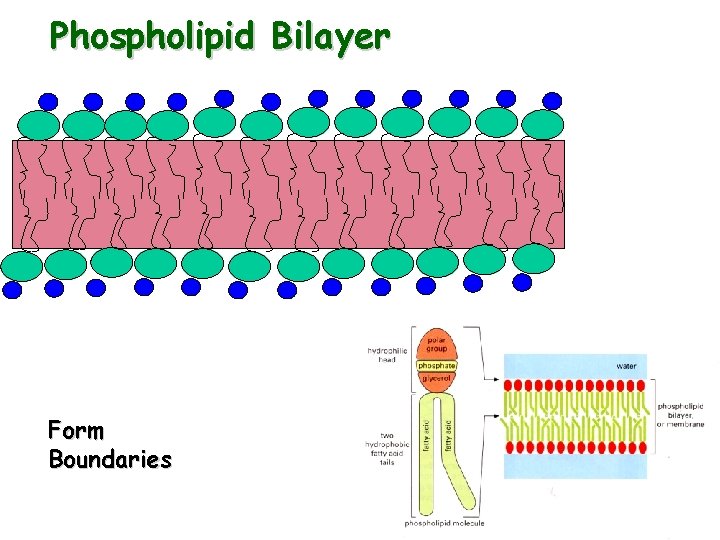 Phospholipid Bilayer Form Boundaries 