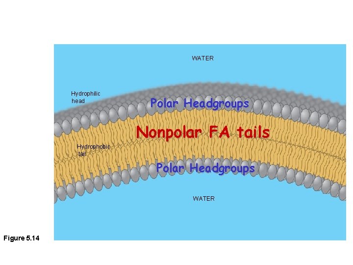 WATER Hydrophilic head Polar Headgroups Nonpolar FA tails Hydrophobic tail Polar Headgroups WATER Figure