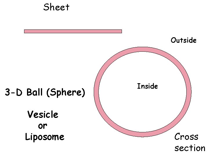Sheet Outside 3 -D Ball (Sphere) Vesicle or Liposome Inside Cross section 