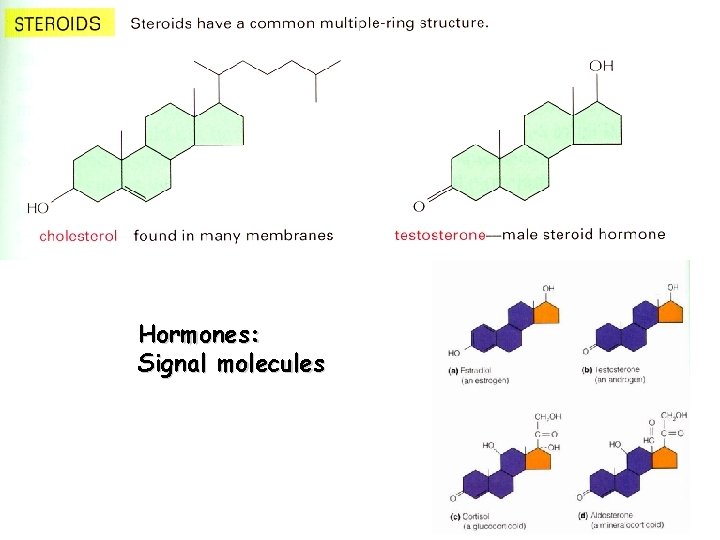 Hormones: Signal molecules 