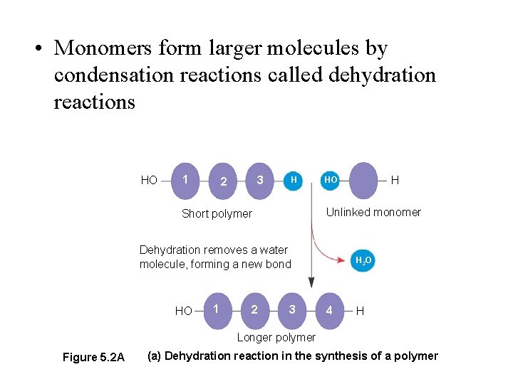 Lecture 5 MACROMOLECULES 1 Carbohydrates And Lipids Sept