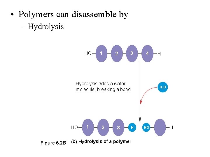  • Polymers can disassemble by – Hydrolysis HO 1 2 3 4 Hydrolysis