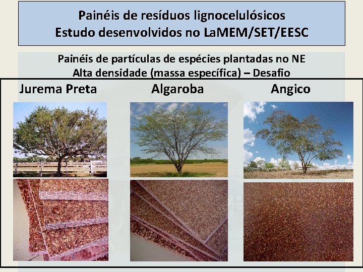 Painéis de resíduos lignocelulósicos Estudo desenvolvidos no La. MEM/SET/EESC Painéis de partículas de espécies