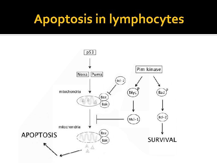 Apoptosis in lymphocytes 
