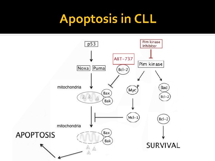 Apoptosis in CLL 