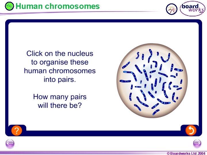 Human chromosomes © Boardworks Ltd 2004 © Boardworks Ltd 
