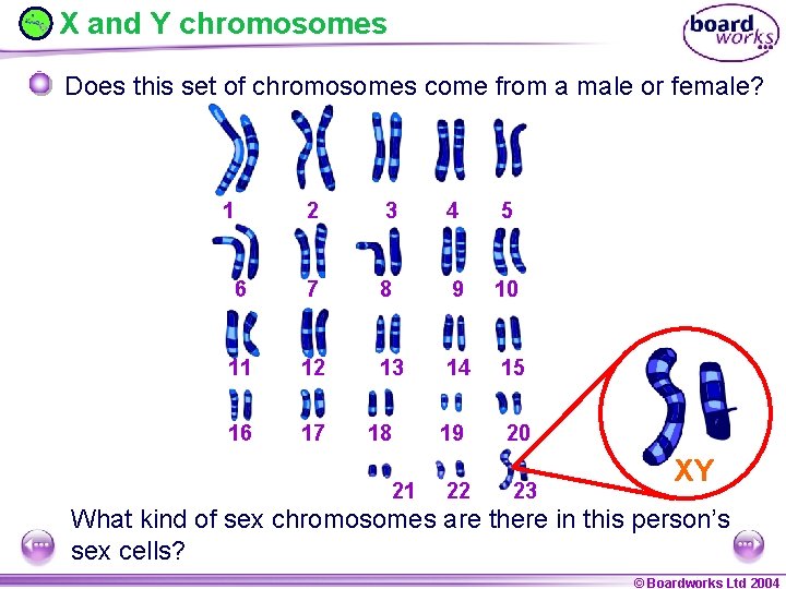 X and Y chromosomes Does this set of chromosomes come from a male or