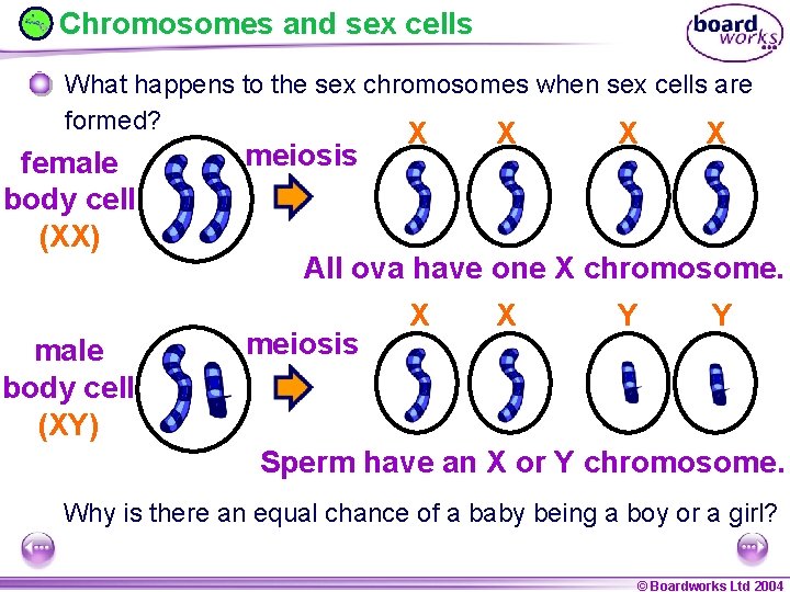 Chromosomes and sex cells What happens to the sex chromosomes when sex cells are