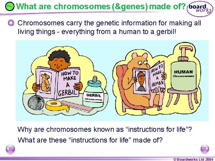 What are chromosomes (&genes) made of? Chromosomes carry the genetic information for making all