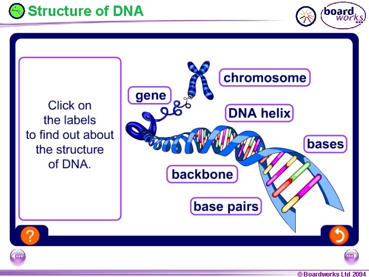 Structure of DNA © Boardworks Ltd 2004 © Boardworks Ltd 