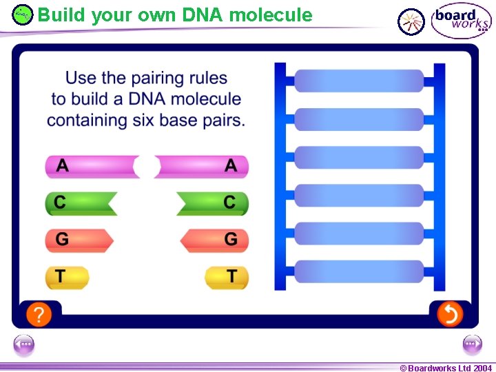 Build your own DNA molecule © Boardworks Ltd 2004 © Boardworks Ltd 