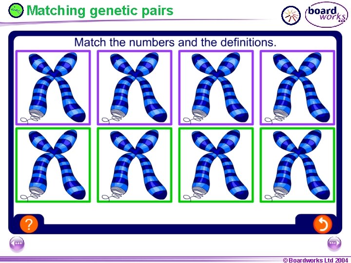 Matching genetic pairs © Boardworks Ltd 2004 © Boardworks Ltd 