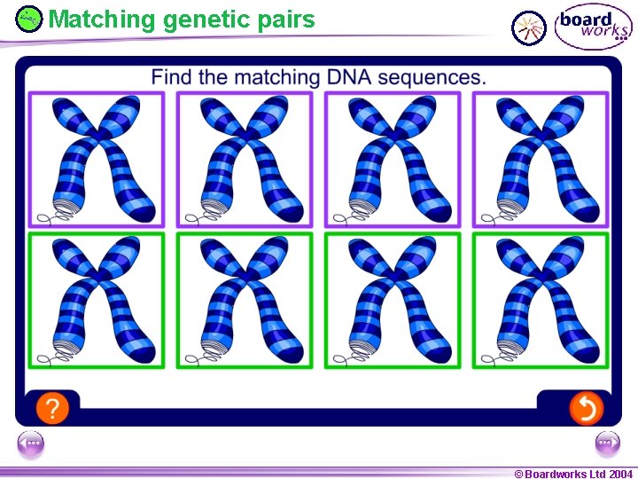 Matching genetic pairs © Boardworks Ltd 2004 © Boardworks Ltd 
