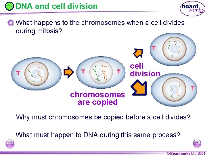 DNA and cell division What happens to the chromosomes when a cell divides during