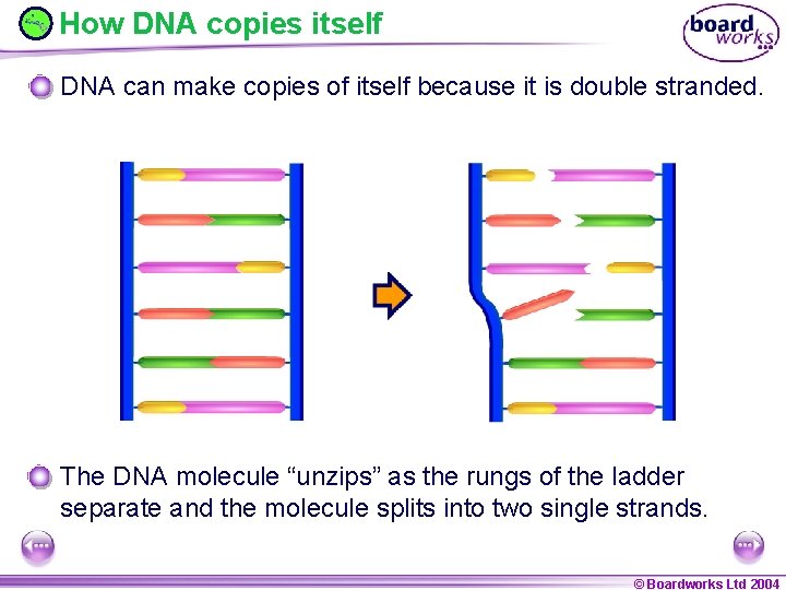 How DNA copies itself DNA can make copies of itself because it is double
