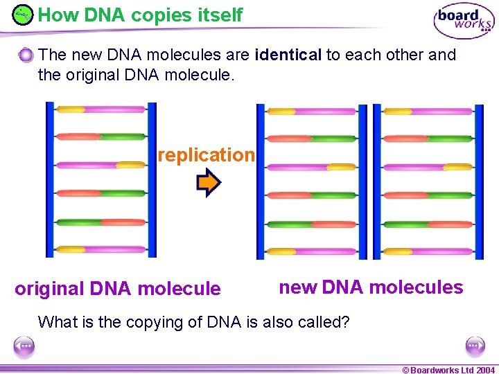 How DNA copies itself The new DNA molecules are identical to each other and