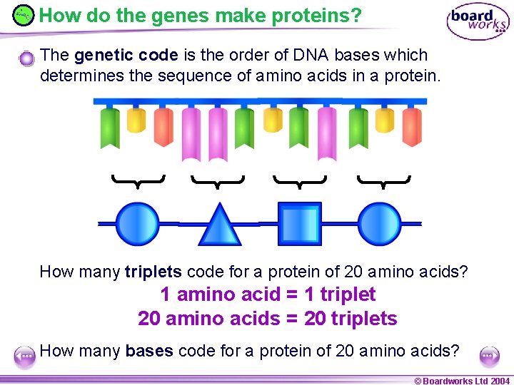 How do the genes make proteins? The genetic code is the order of DNA