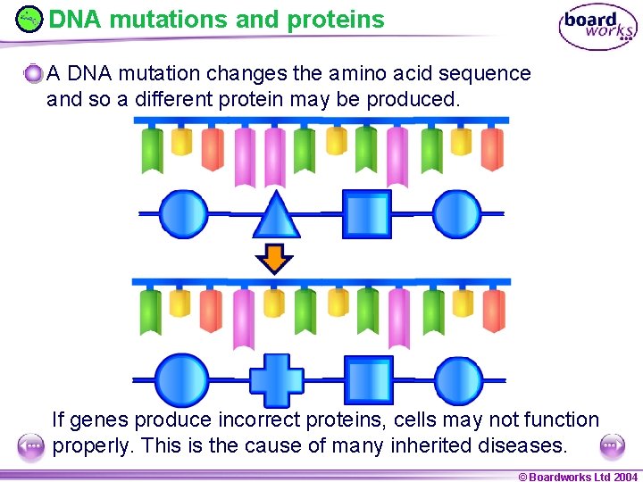 DNA mutations and proteins A DNA mutation changes the amino acid sequence and so